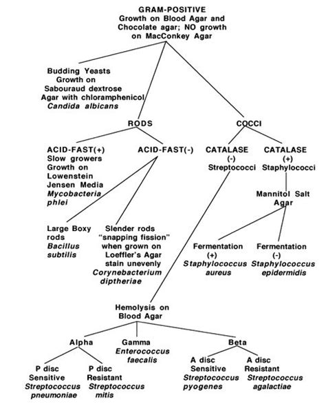 Gram Positive Bacteria Examples - HowardoiHester