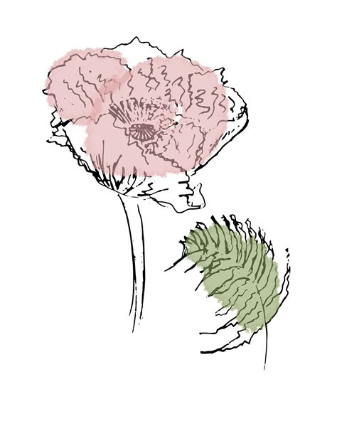 Pink Carnation Drawing at PaintingValley.com | Explore collection of ...