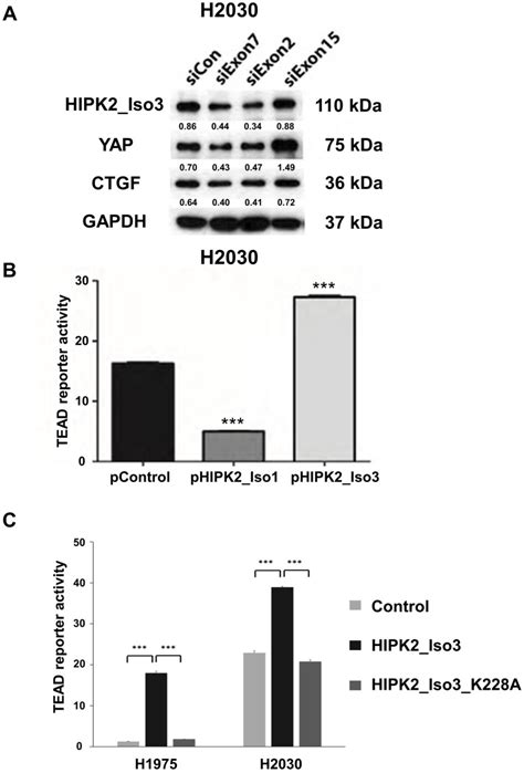 A Novel Isoform Of Homeodomain Interacting Protein Kinase 2 Promotes