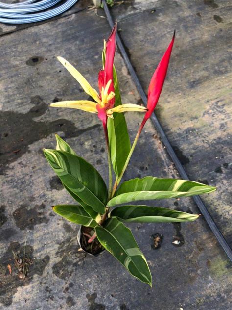 Mdc Variegated Heliconia Psittacorum Sapling Lady Di Anak Pokok