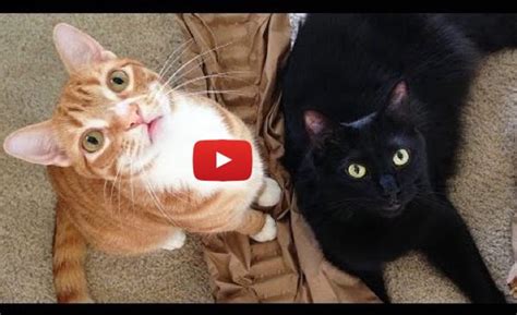 How Cats Say I Love You By Cole And Marmalade Love Meow