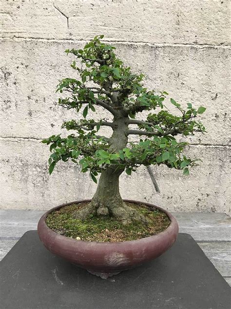 Celtis Sinensis Var Japonica Bonsai Park Remscheid