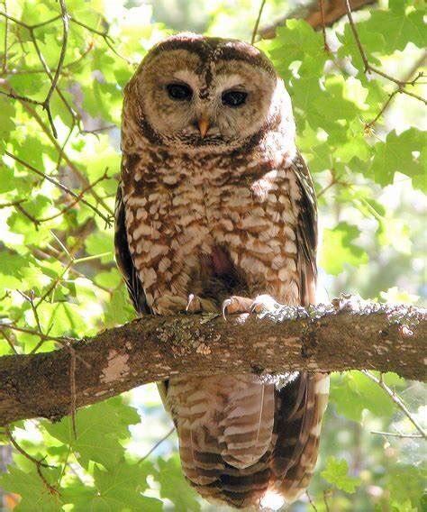 Wildlife — Mount Lemmon Ski Valley Coronado National Forest