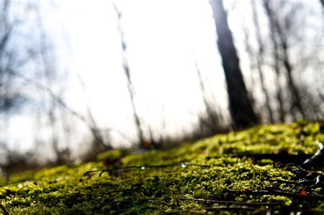 Wallpaper Sunlight Forest Nature Grass Photography Branch Green