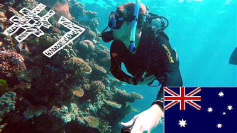 Tauchen Am Great Barrier Reef Work Travel Australien 7 YouTube