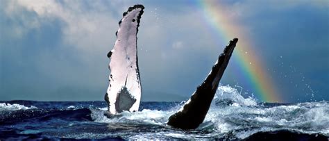 When Is The Best Time For Whale Watching In Hawaii