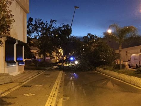 El Fuerte Viento Derriba Un Rbol En Salobre A Ideal