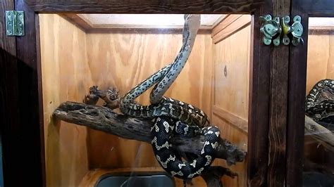 Jungle Carpet Python Breeding: Morelia spilota cheynei Presented by the ...