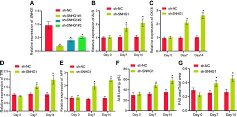 Silencing Lncrna Snhg Promotes Bmscs To Differentiate To Hlcs A