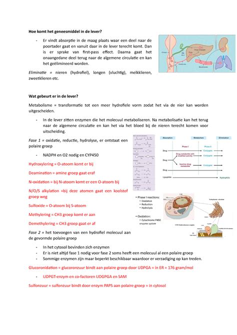 Hepatische Klaring Hoe Komt Het Geneesmiddel In De Lever Er Vindt