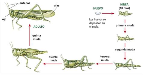 Diagrama Del Ciclo De Vida De La Langosta