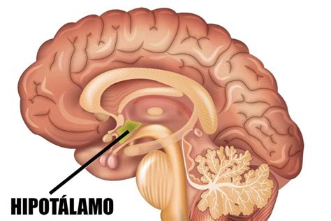 Cerebro The Brain Blog