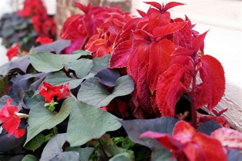 Free Stock Photo of coleus flowers | Download Free Images and Free ...