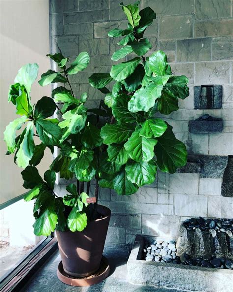 Fiddle Leaf Fig Tree