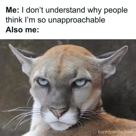 feel good animal memes  reasons  smile today
