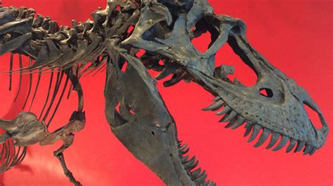 Tyrannosaur's Last Meal Evidence for Catastrophic Burial | The ...