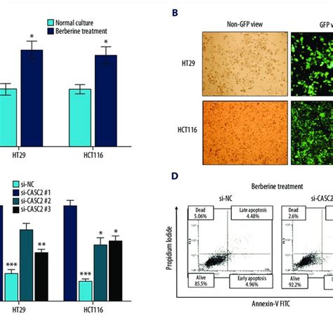 LncRNA CASC2 Is Upregulated In Berberine Treated Cancer Cells A