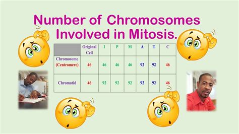 Mitosis Vs Meiosis Number Of Chromosomes