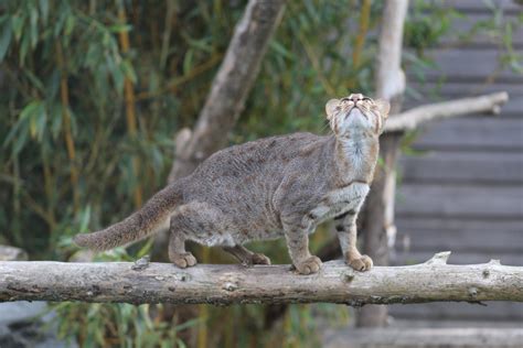 Rusty-Spotted Cat - ZooChat