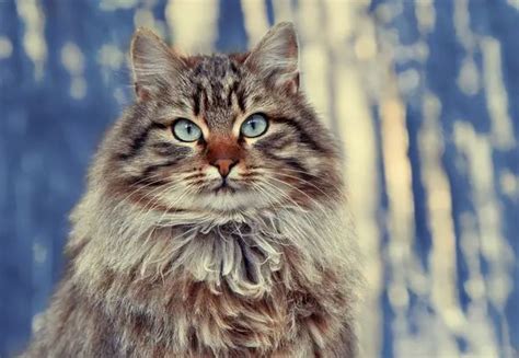 Siberian Cat • Purrfectcatbreeds