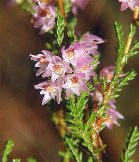 Calluna Vulgaris Flower