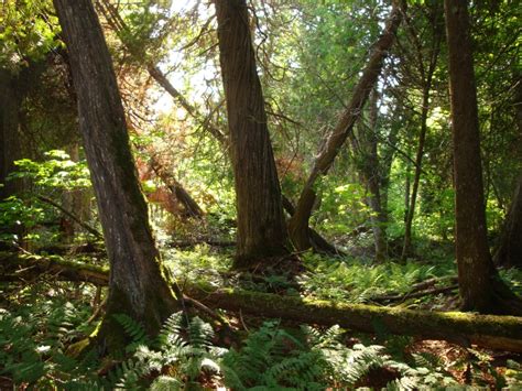 Boreal Forest - Michigan Natural Features Inventory