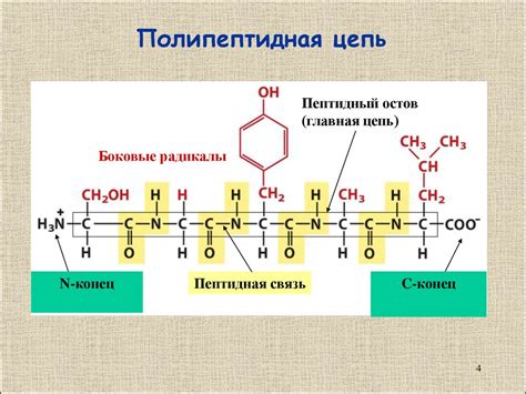 Белки. Функции белков - презентация онлайн