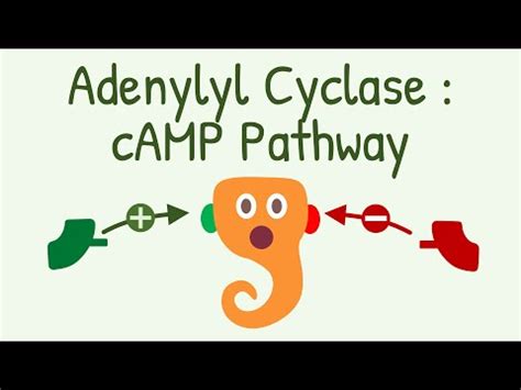 Adenylyl Cyclase Camp Pathway Gs And Gi Protein Pathway Youtube