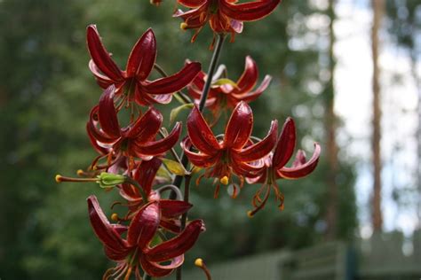 Лилия мартагон в саду (74 фото) - фото - картинки и рисунки: скачать ...