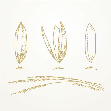 Hand Drawn Rice Grains Vector - Free Download