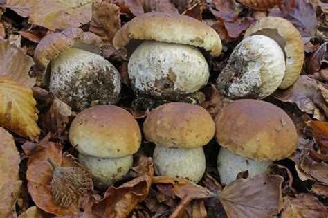 Hongo Cemita Rey Boletus Edulis