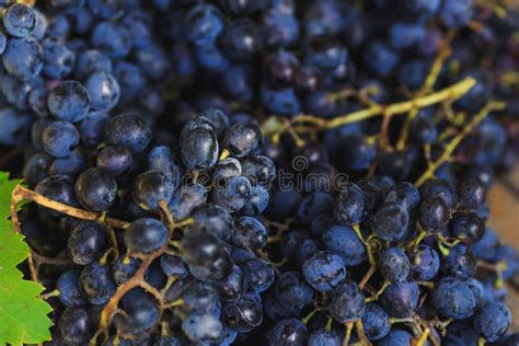 Uvas Escuras Saborosos Suculentas Foto De Stock Imagem De Fruta