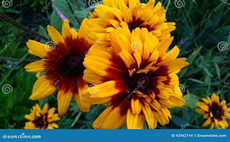 Beautiful Michigan Summer Garden Flowers Stock Photo - Image of flower ...