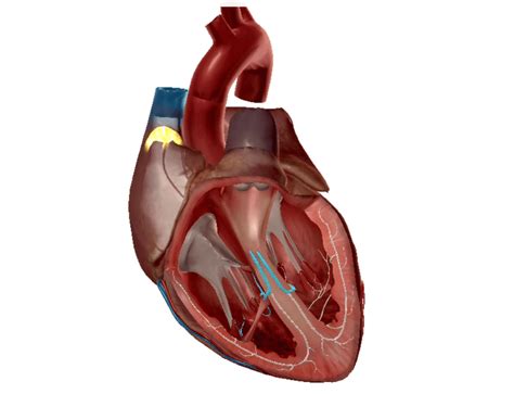 Its Electric The Cardiac Conduction System