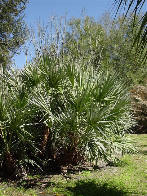 Green Saw Palmetto Palm Serenoa Repens Urban Tropicals