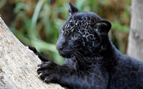 Black Leopard Baby💜 Black Jaguar Animal Jaguar Animal Baby Animals