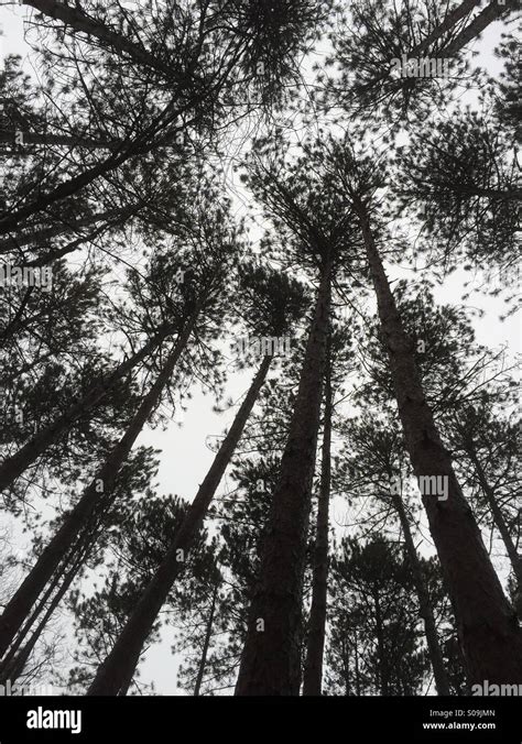 Evergreen Trees Overhead Silhouette Against White Sky Stock Photo Alamy