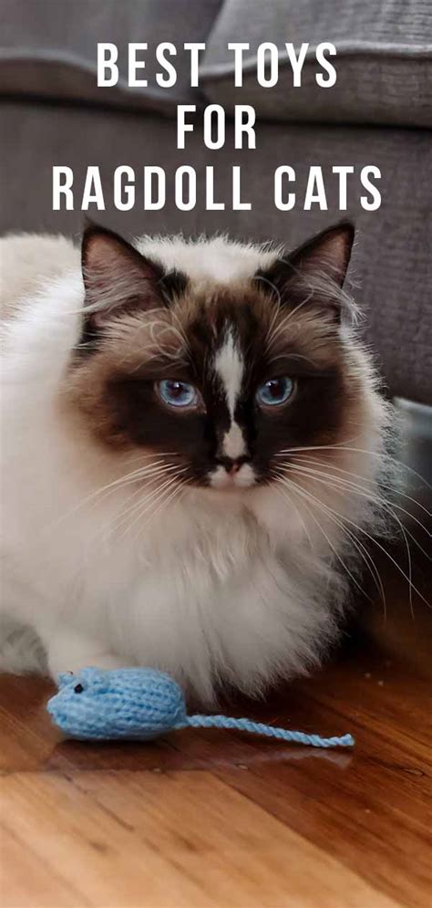 The Top 10 Best Toys For Ragdoll Cats And Why We Love Them