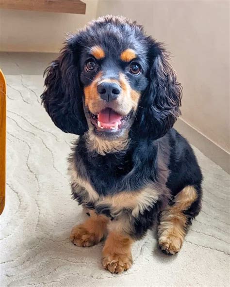 Cocker Spaniel Dachshund Mix (Docker Dog) Facts & Pictures