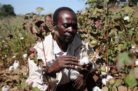 Cotton farming a promising business - Lusaka Star