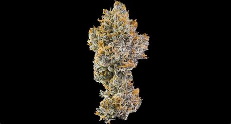 Orange Bellini — MAVEN GENETICS