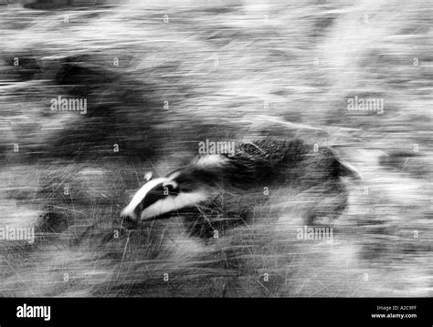 British Badgers Black And White Stock Photos And Images Alamy