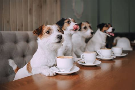 6 Metrics For Pet Cafe Success Guiding Metrics