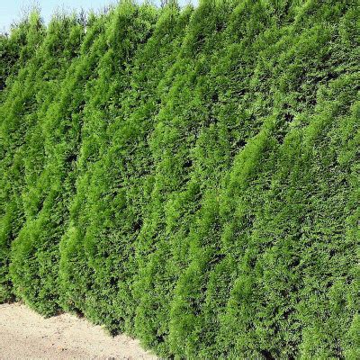 Thuja Emeraude Vente Thuya Du Canada Smaragd