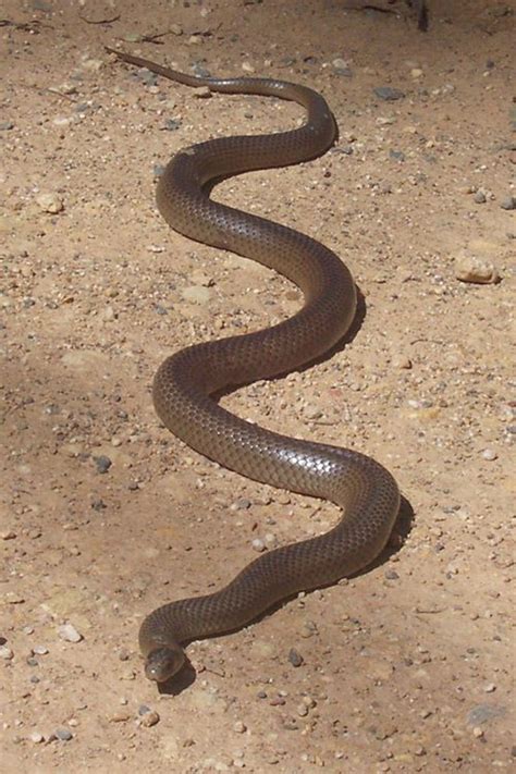 Top 10 Most Lethally Venomous Snakes - inspirich