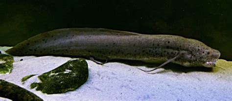 The African Lungfish Critter Science