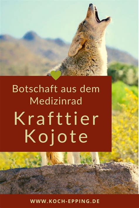 Botschaft Aus Dem Medizinrad Krafttier Bedeutung Kojote Krafttier