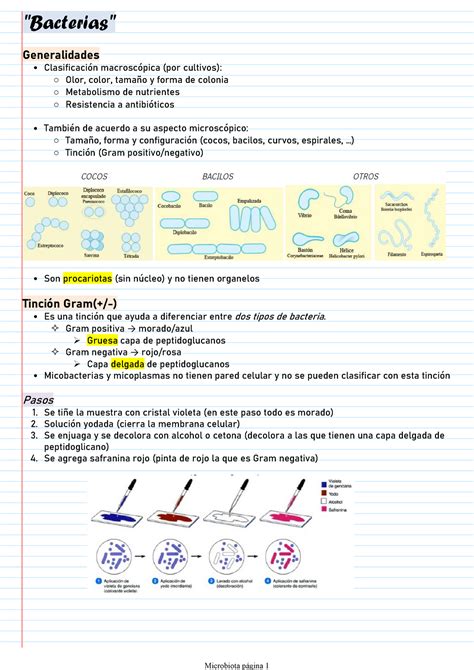 1 Notas De Estudio Bacterias Virus Y Hongos Bacterias