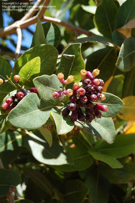 Plantfiles Pictures Syzygium Species Hute Water Berry Waterbessie