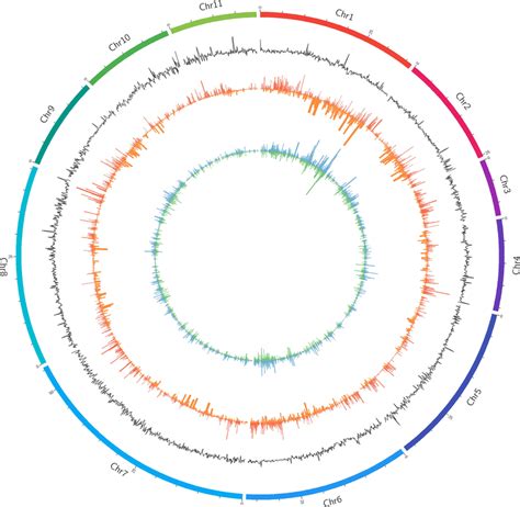 Diagram Of Genome Wide Variants Outermost Circle Eleven Chromosomes